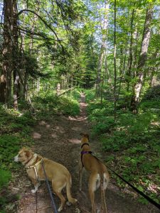 Ava and Chloe at Pyramid Point Trail