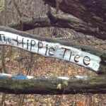 Hippie Tree at State Hospital - Grand Traverse Commons Trail